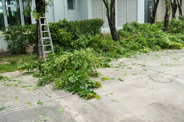 Best Tree Branch Trimming  in Moose Lake, MN